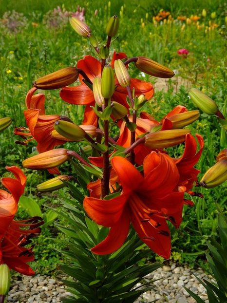  - 2016_06-08_Iunie-August