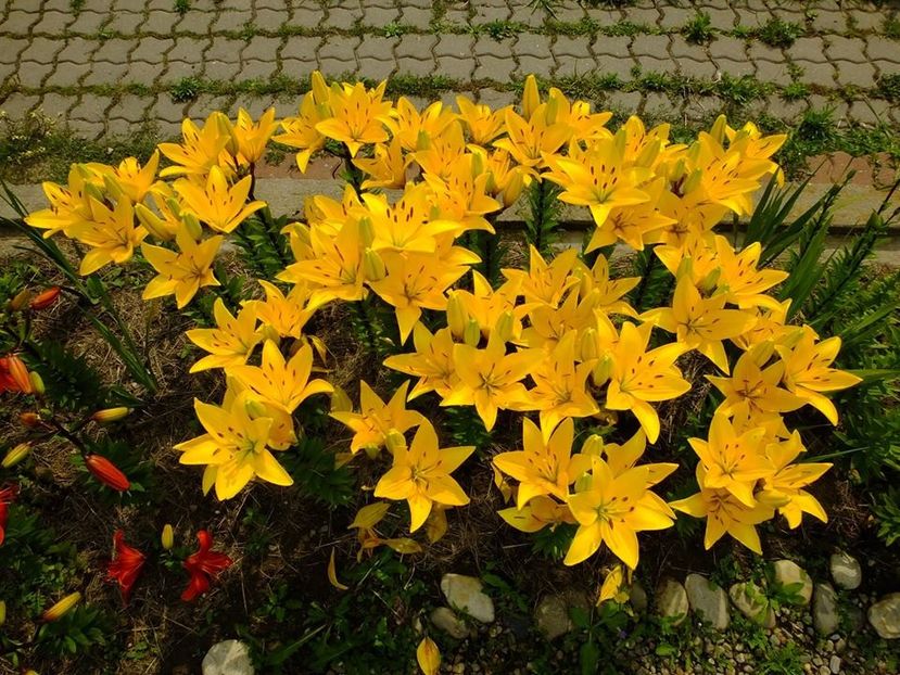  - 2016_06-08_Iunie-August