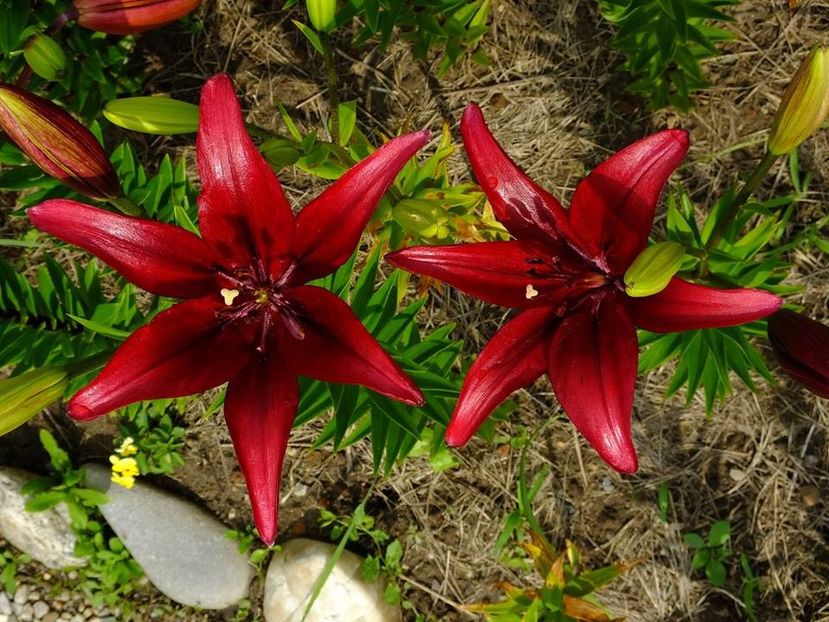  - 2016_06-08_Iunie-August