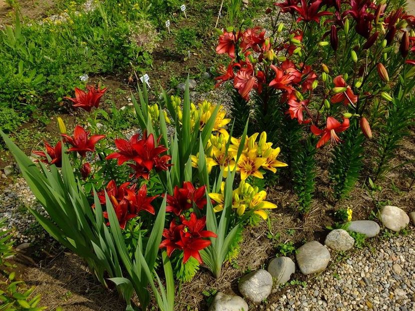  - 2016_06-08_Iunie-August