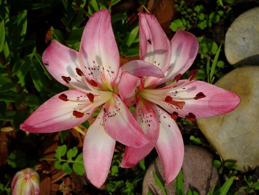  - 2016_06-08_Iunie-August