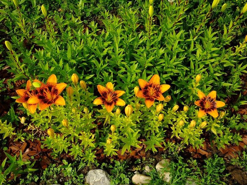  - 2016_06-08_Iunie-August