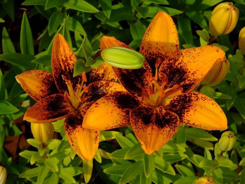  - 2016_06-08_Iunie-August