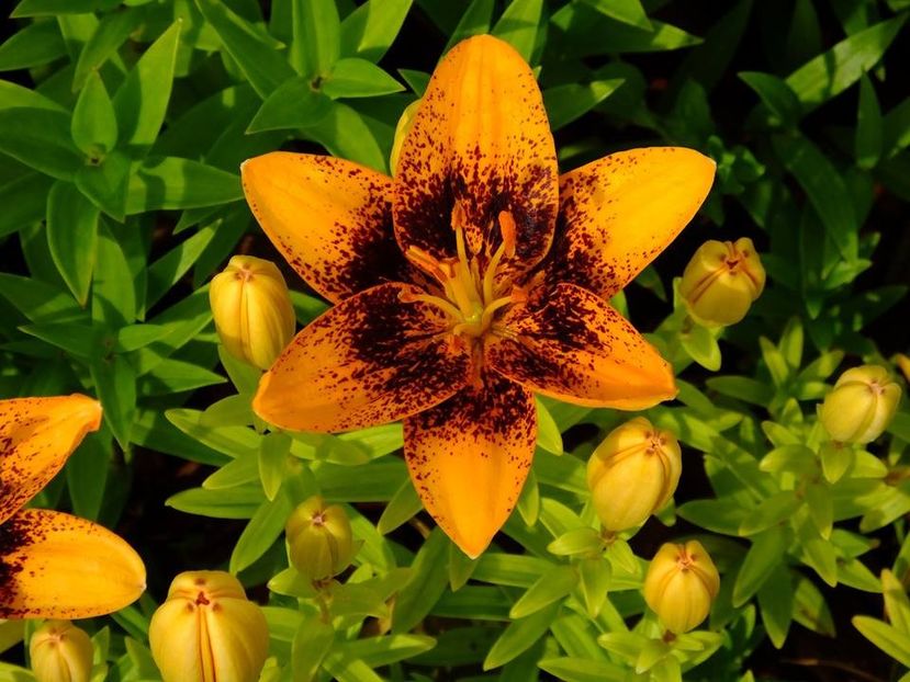  - 2016_06-08_Iunie-August