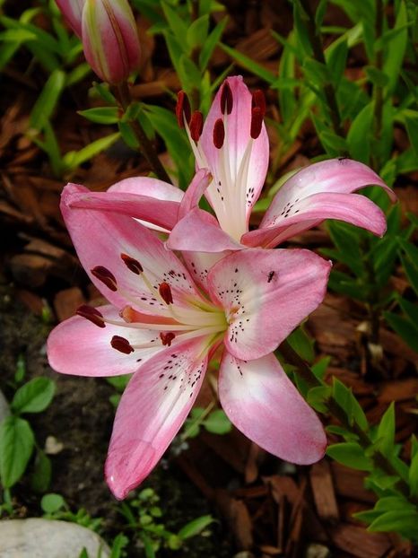  - 2016_06-08_Iunie-August