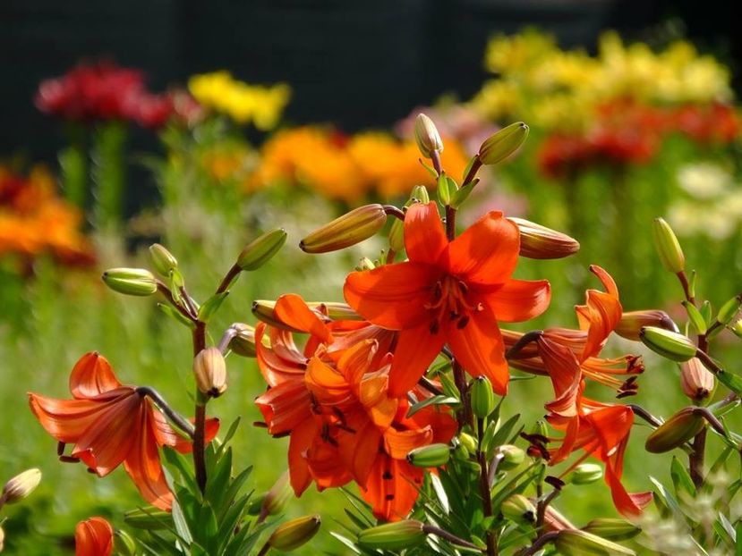 76-cover - 2016_06-08_Iunie-August