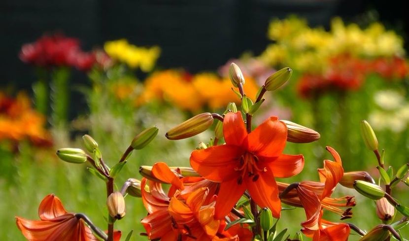 76-cover-001 - 2016_06-08_Iunie-August