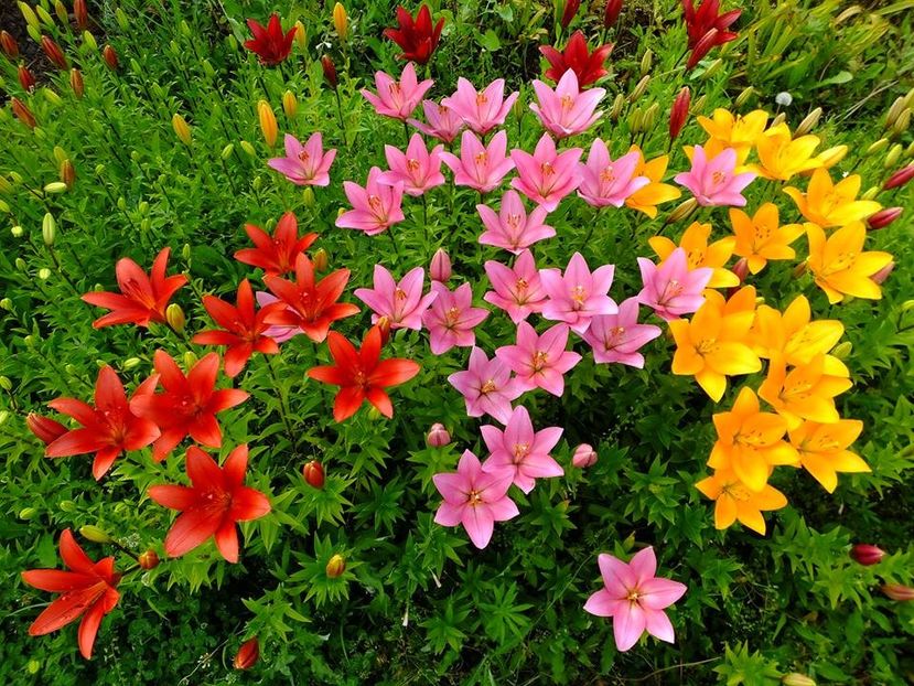 cover2 - 2016_06-08_Iunie-August