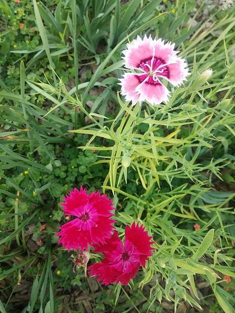 garofite1 - 2016_06-08_Iunie-August