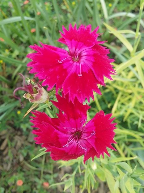 garofite2 - 2016_06-08_Iunie-August