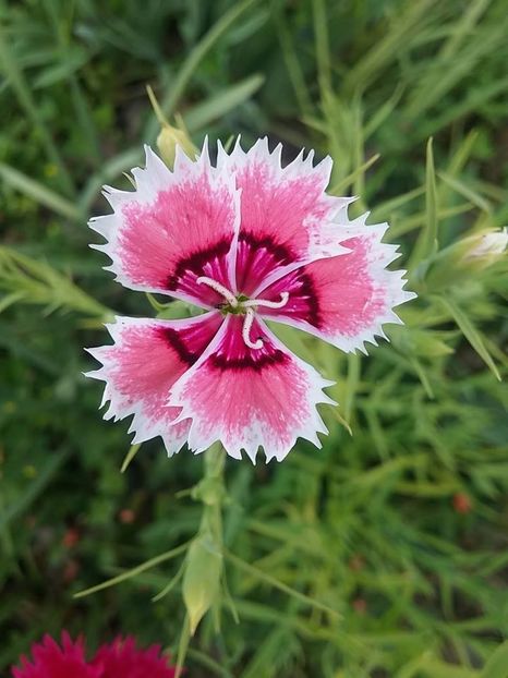 garofite3 - 2016_06-08_Iunie-August