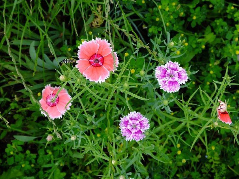 garofite4 - 2016_06-08_Iunie-August