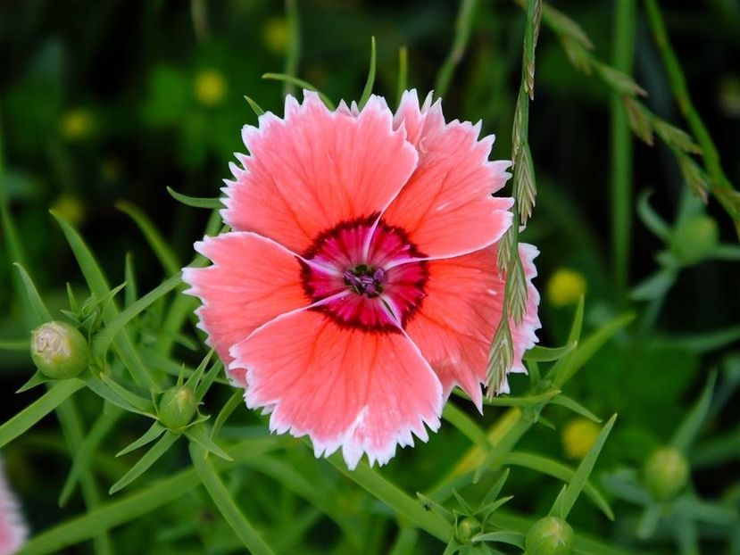 garofite5 - 2016_06-08_Iunie-August