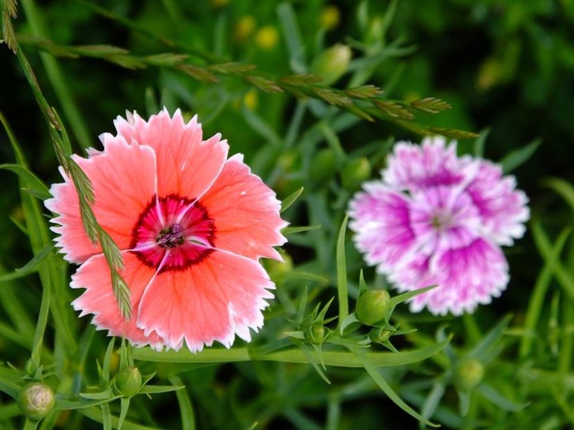 garofite8 - 2016_06-08_Iunie-August