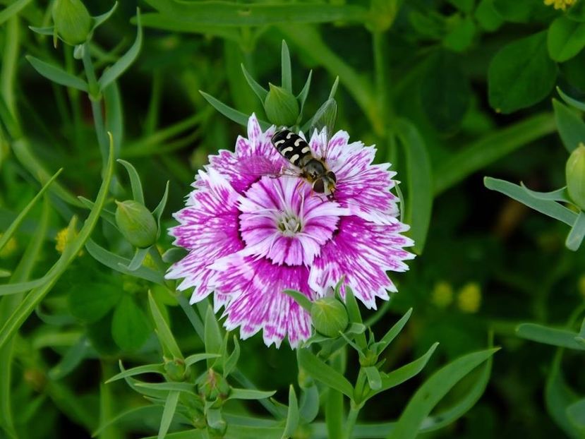 garofite8-profil - 2016_06-08_Iunie-August