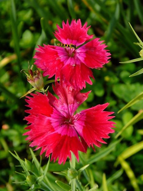 garofite9 - 2016_06-08_Iunie-August