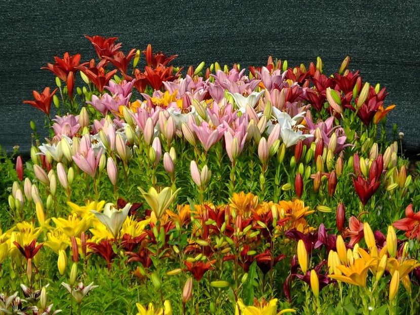  - 2016_06-08_Iunie-August