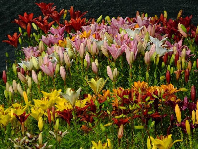 1b - 2016_06-08_Iunie-August