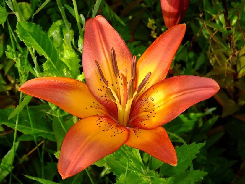  - 2016_06-08_Iunie-August