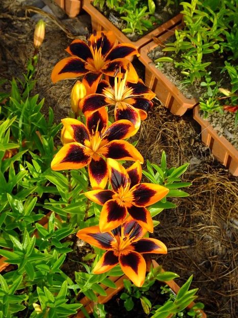  - 2016_06-08_Iunie-August