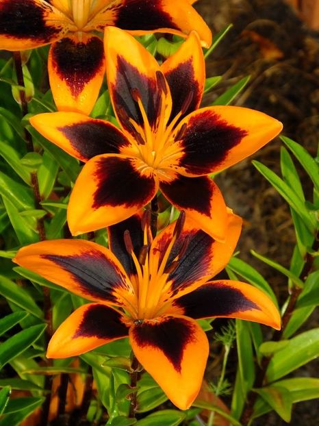 4b - 2016_06-08_Iunie-August