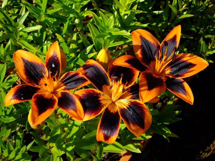 4c - 2016_06-08_Iunie-August