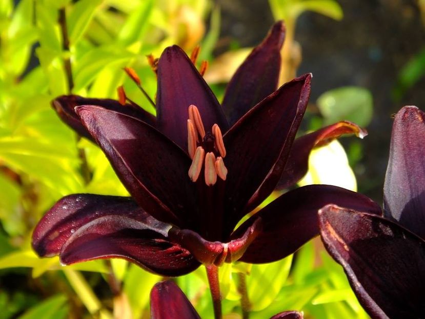  - 2016_06-08_Iunie-August