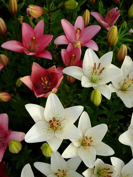  - 2016_06-08_Iunie-August