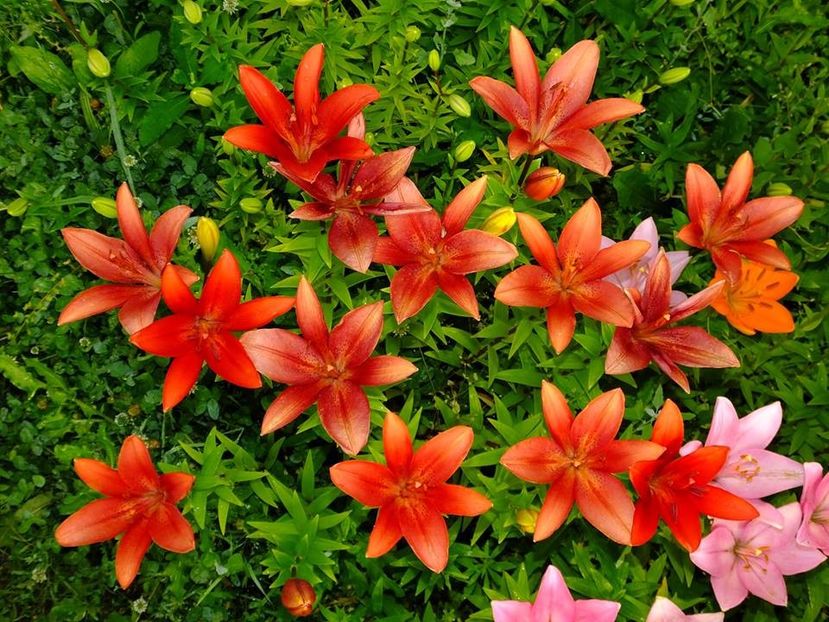  - 2016_06-08_Iunie-August