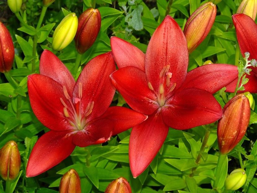 7b - 2016_06-08_Iunie-August