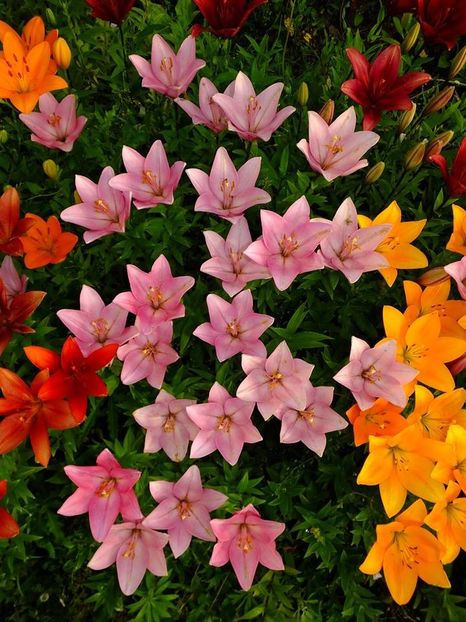  - 2016_06-08_Iunie-August