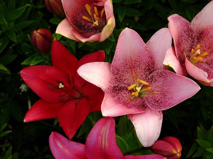  - 2016_06-08_Iunie-August