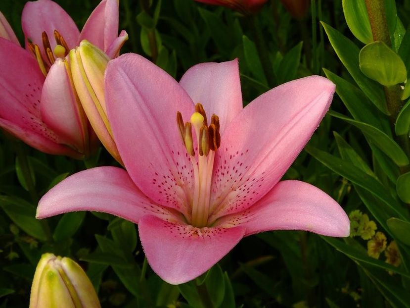  - 2016_06-08_Iunie-August