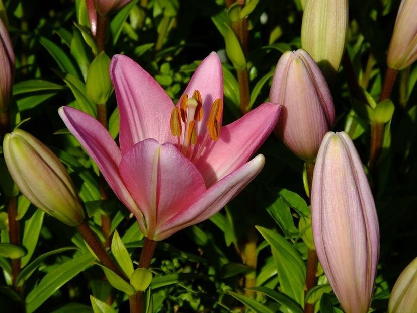 10b - 2016_06-08_Iunie-August