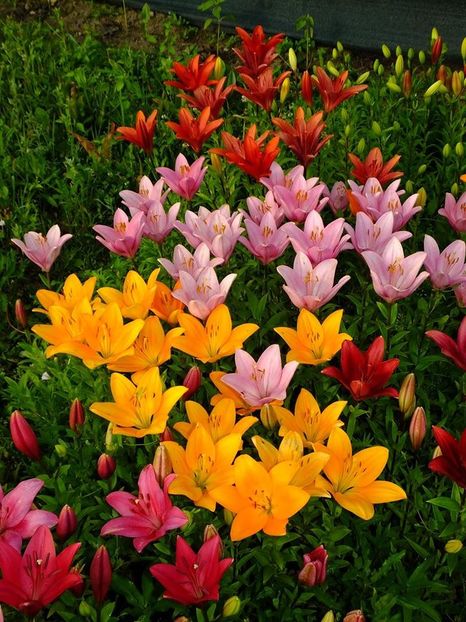  - 2016_06-08_Iunie-August