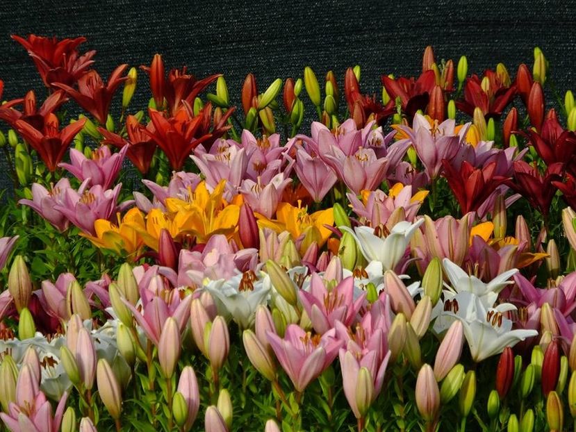  - 2016_06-08_Iunie-August