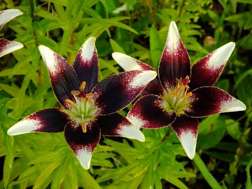  - 2016_06-08_Iunie-August