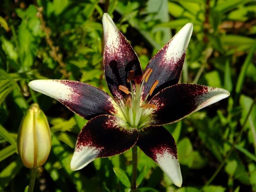 14b - 2016_06-08_Iunie-August