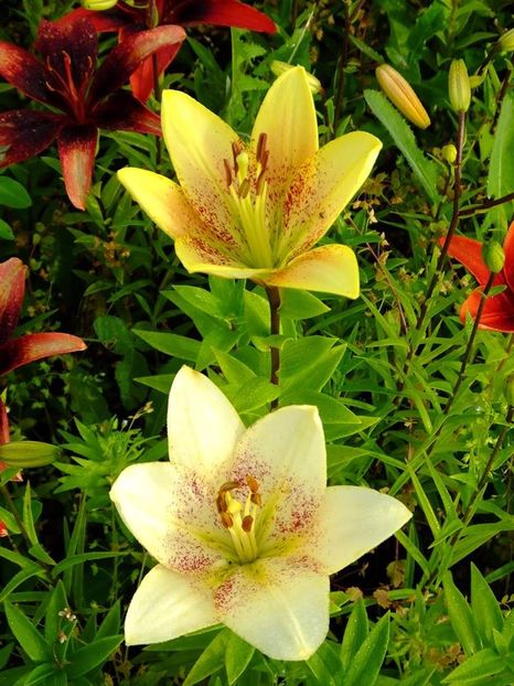  - 2016_06-08_Iunie-August