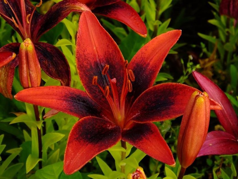  - 2016_06-08_Iunie-August