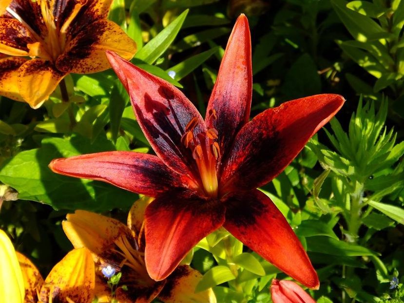 16b - 2016_06-08_Iunie-August