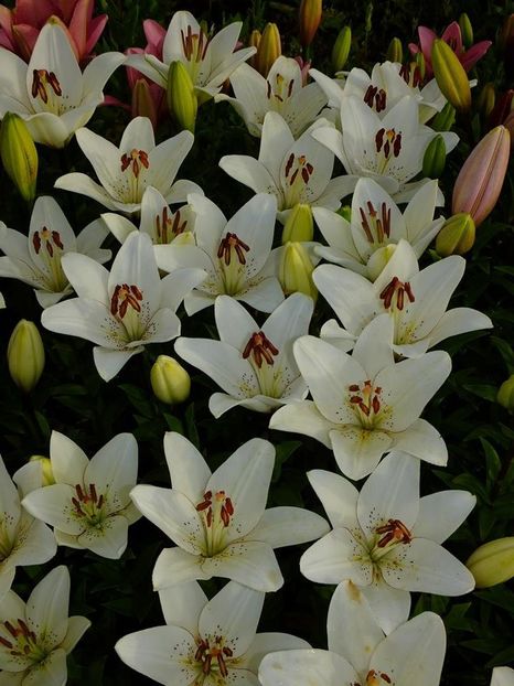  - 2016_06-08_Iunie-August