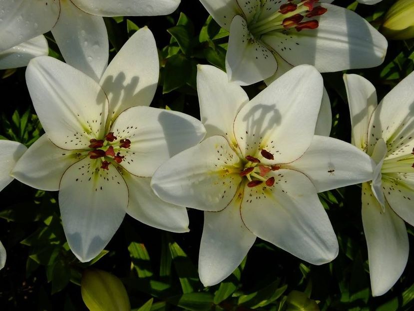 17c - 2016_06-08_Iunie-August