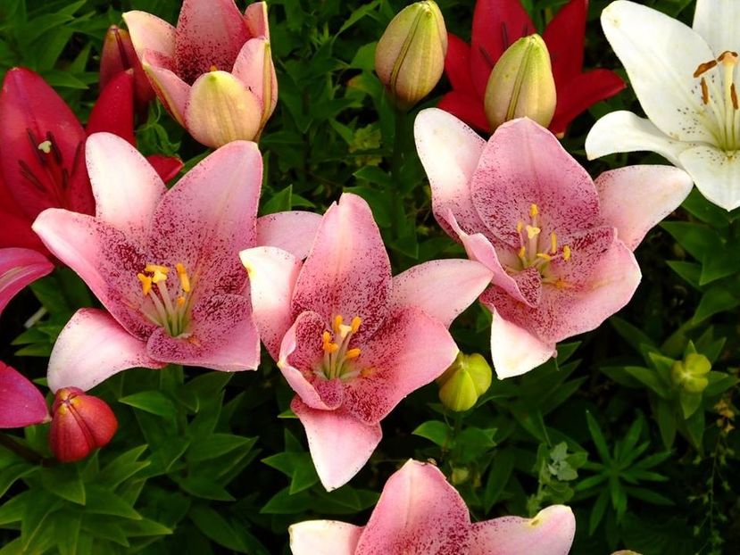  - 2016_06-08_Iunie-August