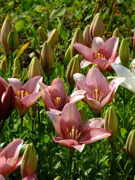  - 2016_06-08_Iunie-August