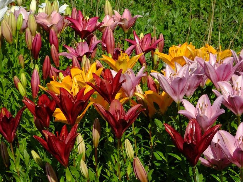  - 2016_06-08_Iunie-August