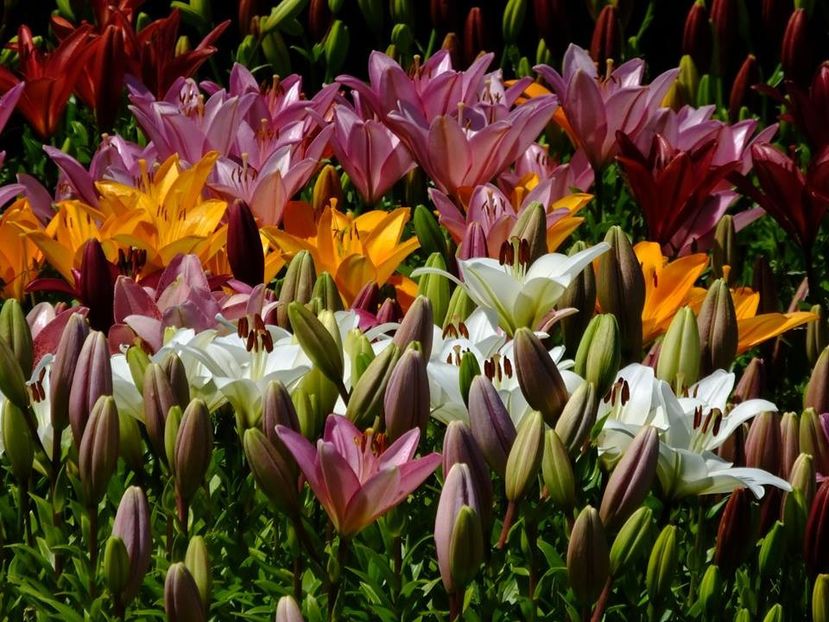  - 2016_06-08_Iunie-August