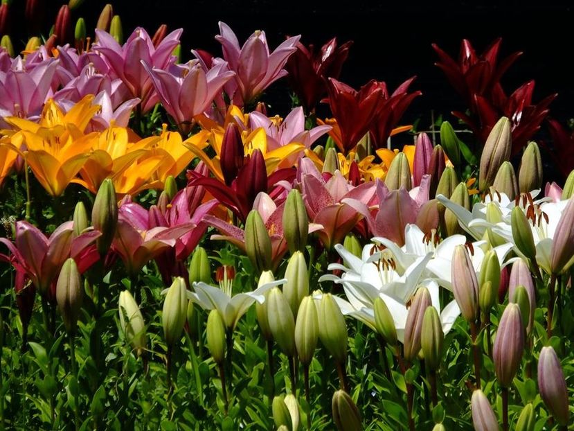  - 2016_06-08_Iunie-August