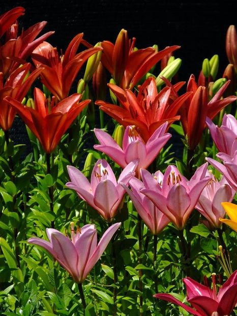  - 2016_06-08_Iunie-August