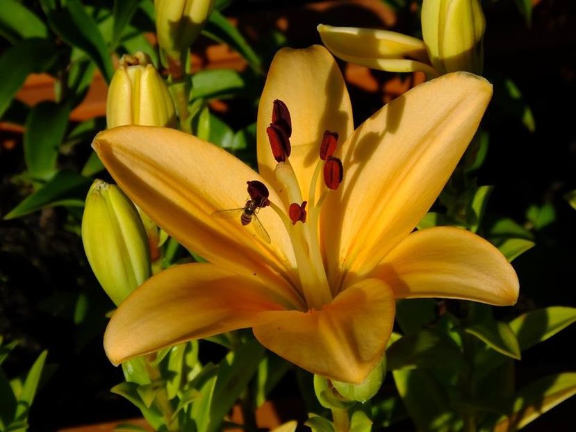  - 2016_06-08_Iunie-August